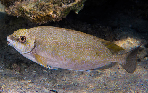 Rabbitfish